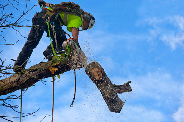 Trusted Mcdonald, OH Tree Services Experts